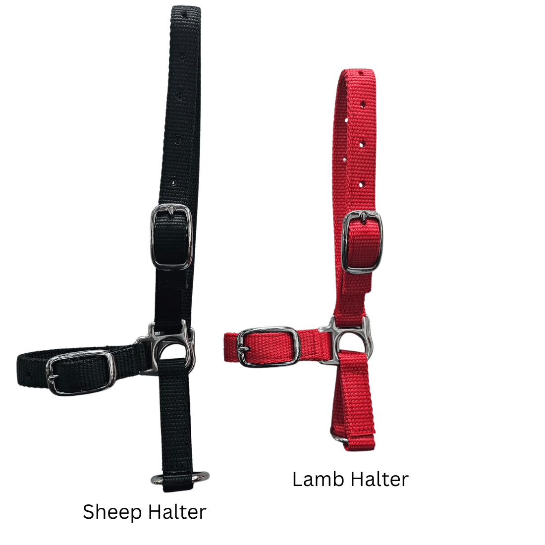 sheep lamb halters