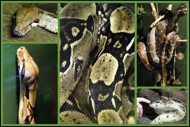 Amazonia Amazonia