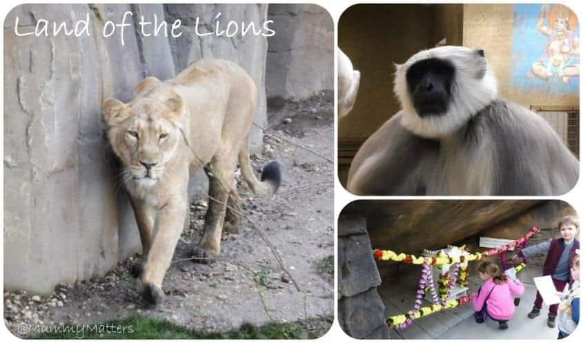 #LandoftheLions
