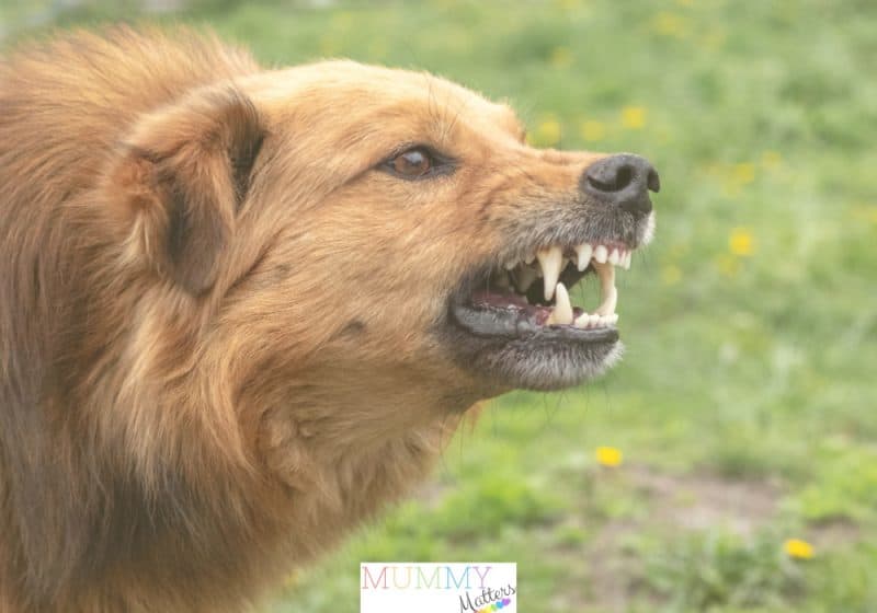 poorly trained dog