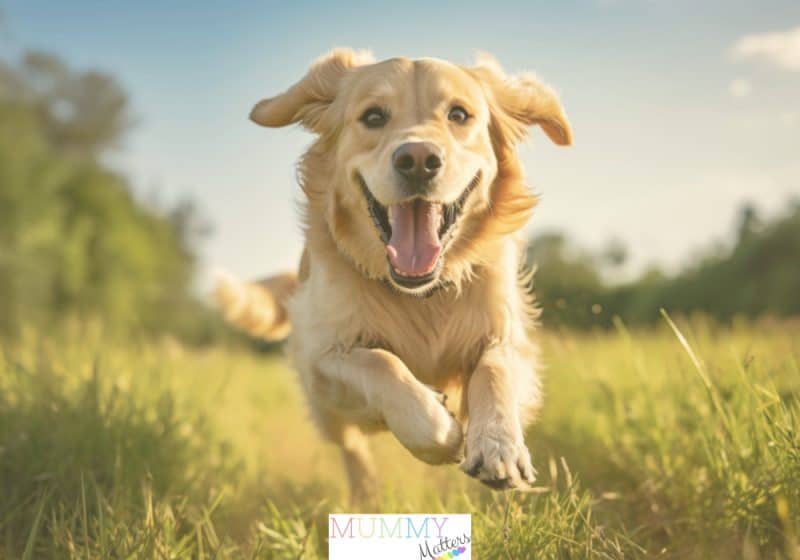 Happy Dog