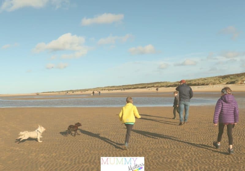 Dog training