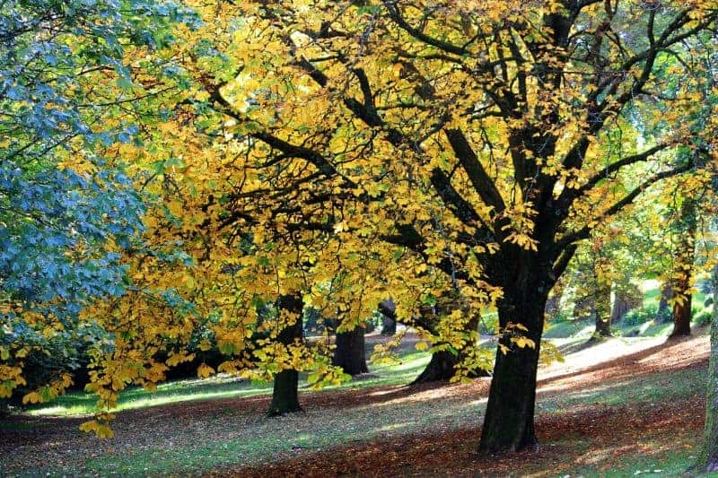 mature trees mature trees