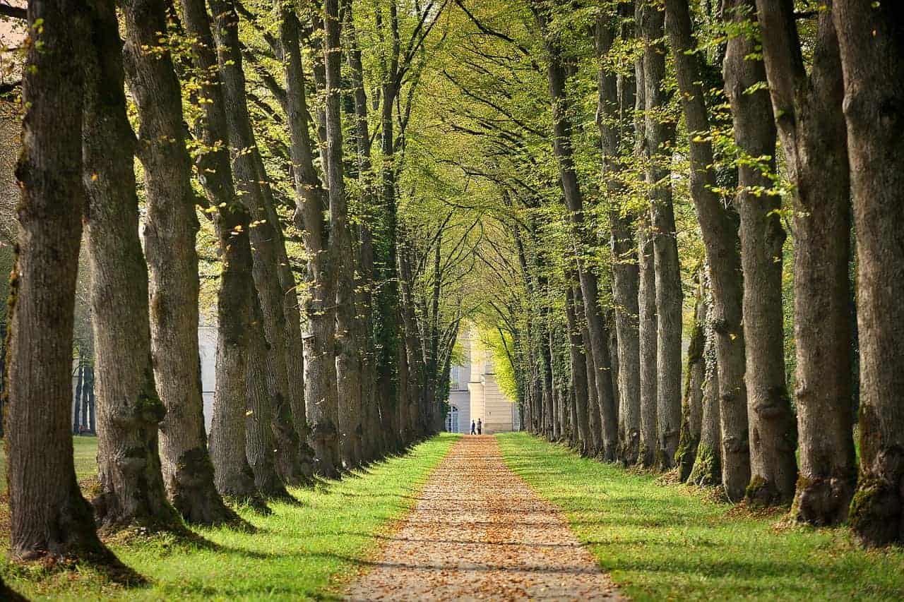 trees