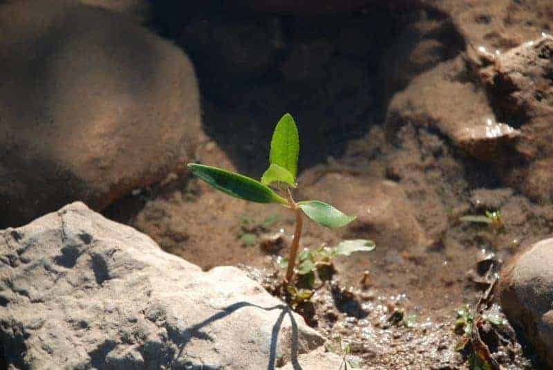 sapling sapling