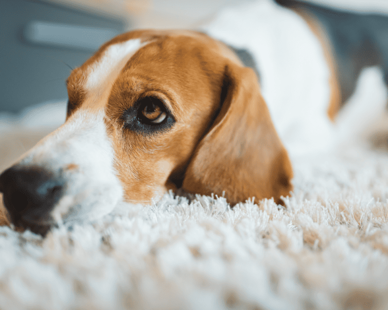 Pet hairs on carpet