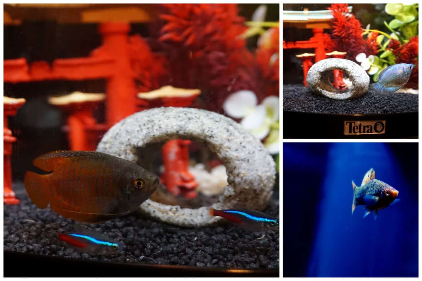Family fishkeeping