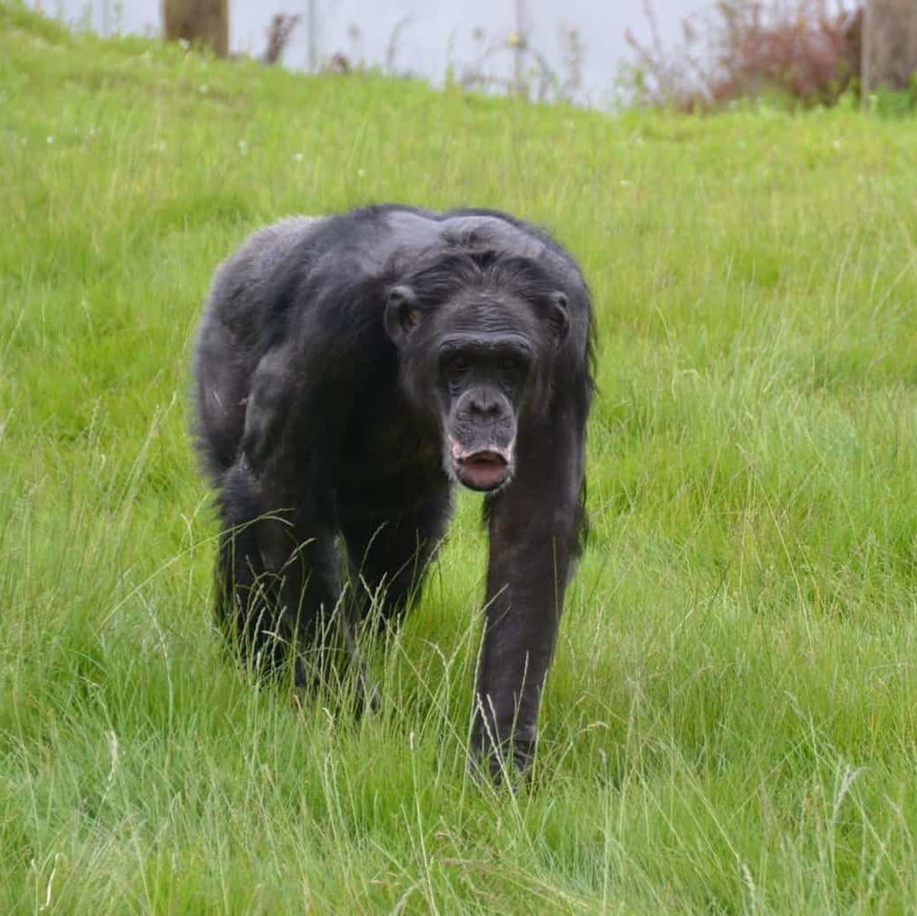 Chimpanzee Eden