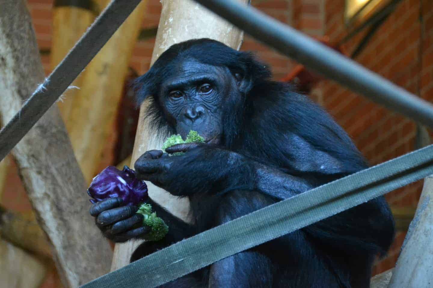 Twycross Zoo invites visitors to make a stand for conservation this May Half Term! Twycross Zoo invites visitors to make a stand for conservation this May Half Term!