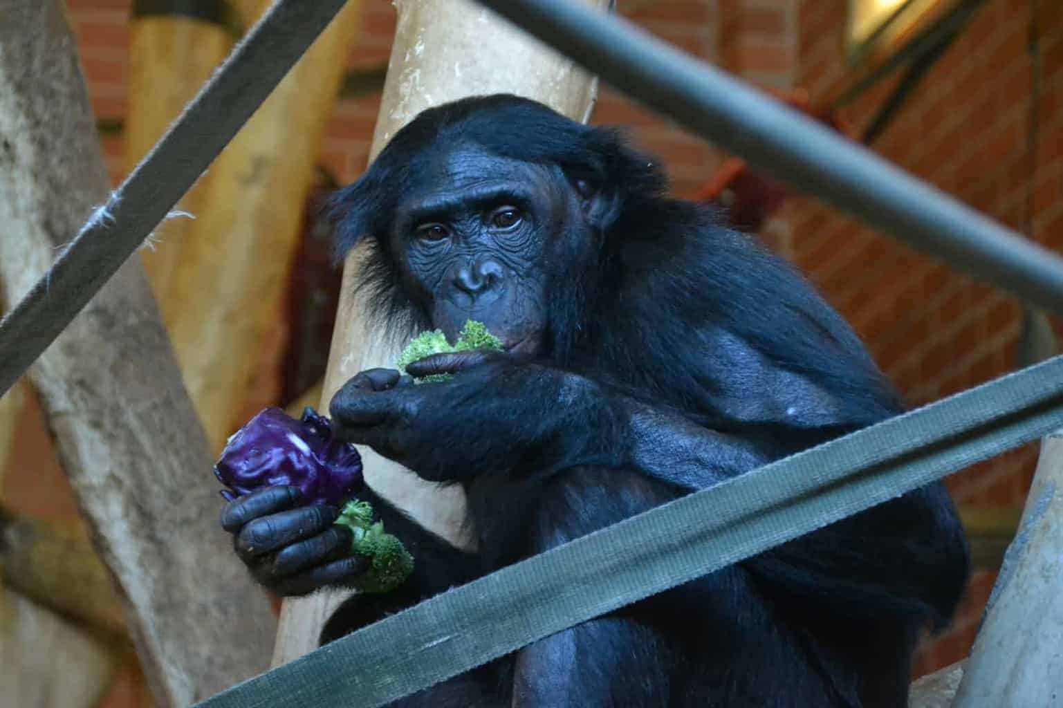 Twycross Zoo