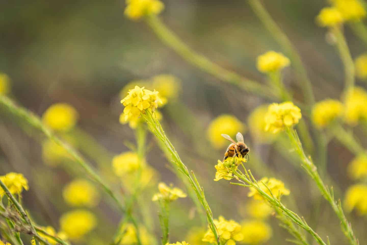 Bees
