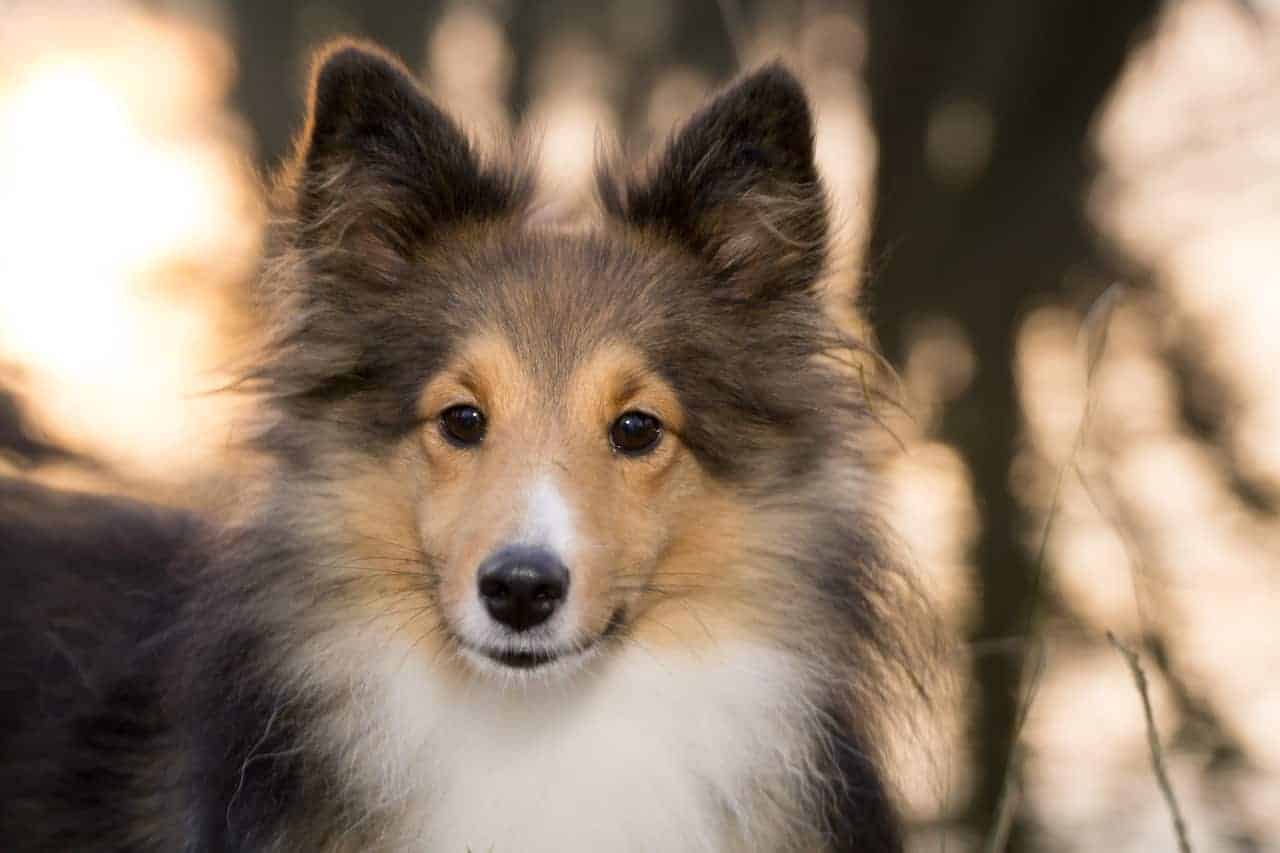 Shetland Sheepdog