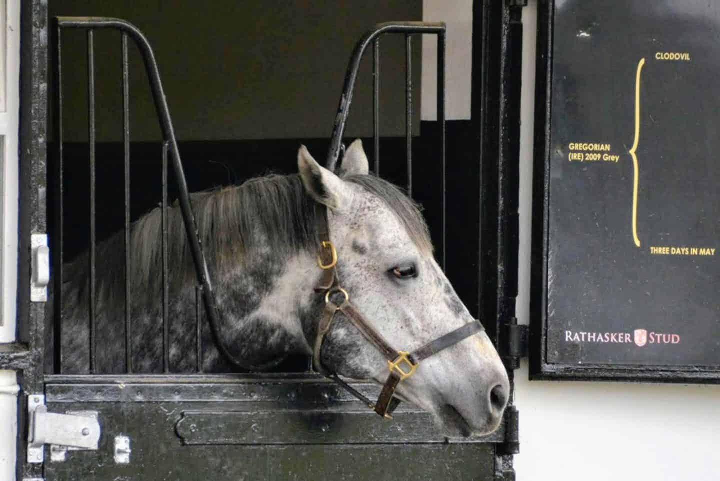 Discover Newmarket