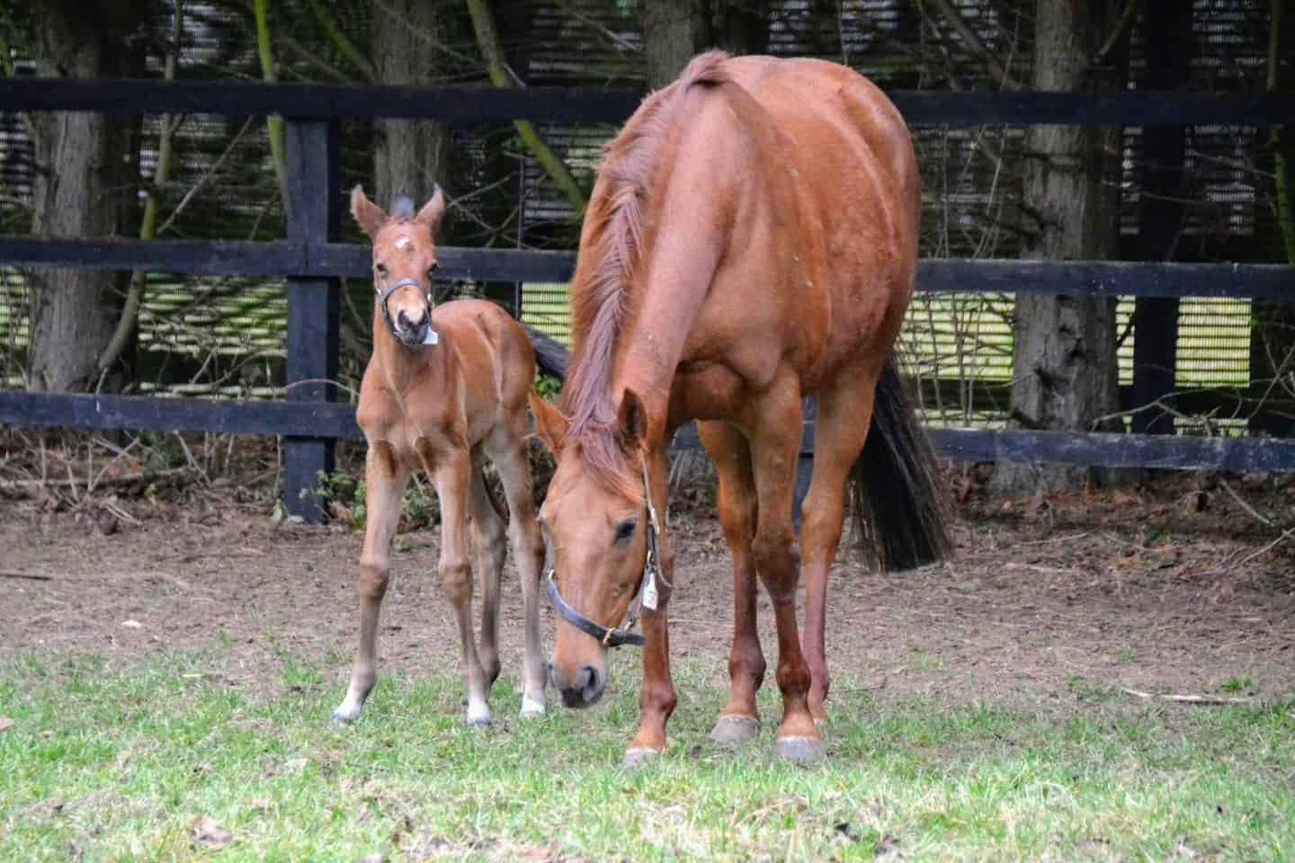 Discover Newmarket