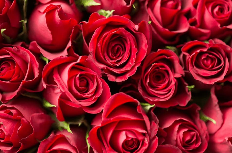 Roses