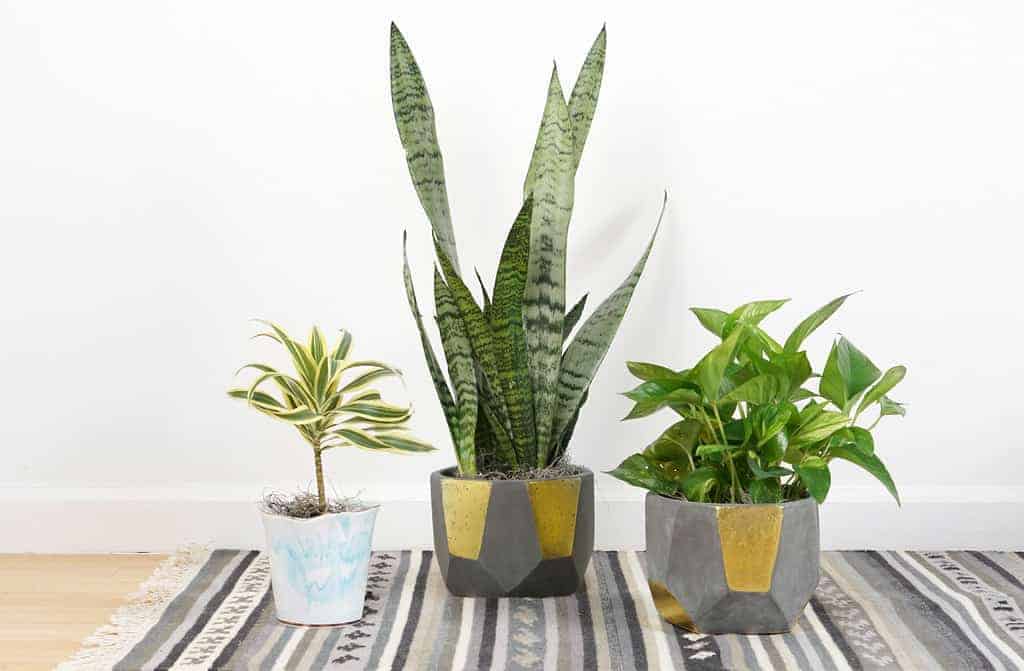 houseplants