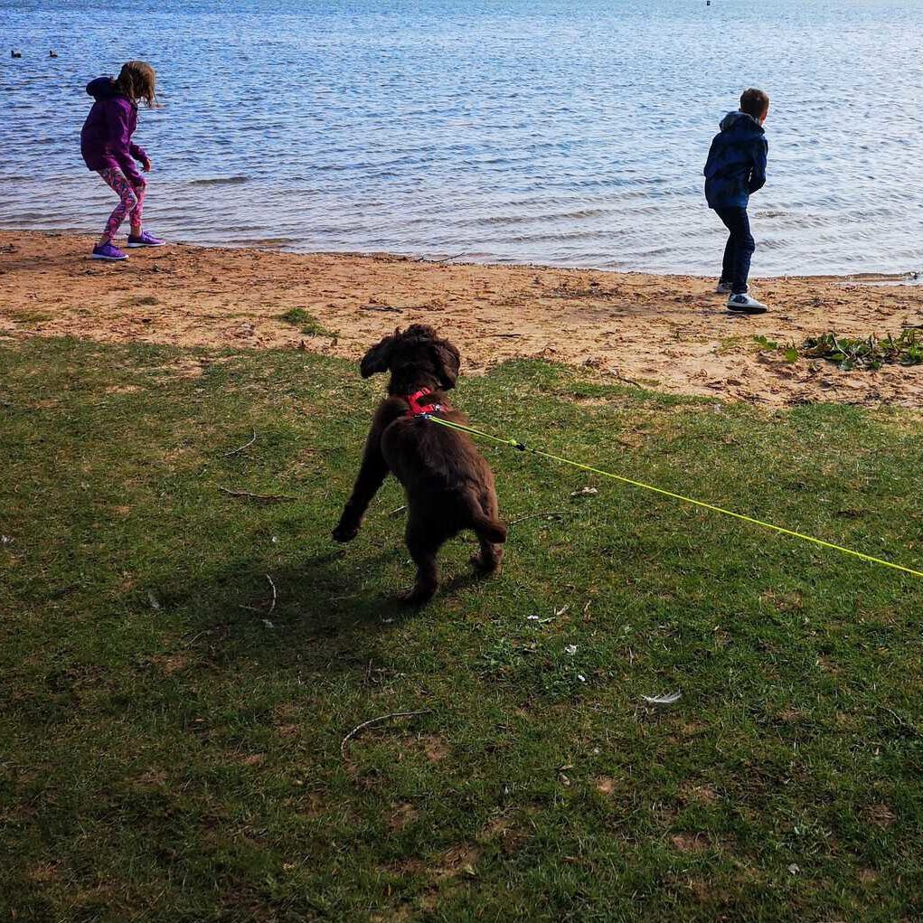 Dog friendly holidays