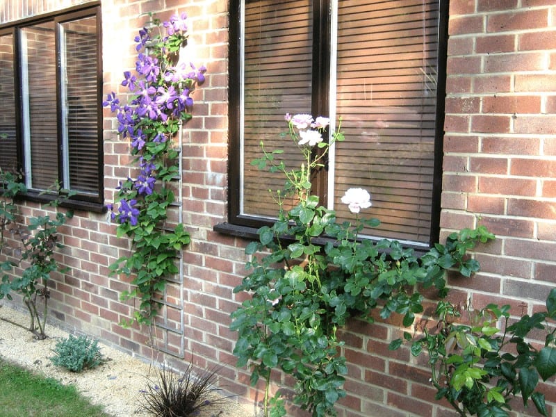 Venetian Blinds