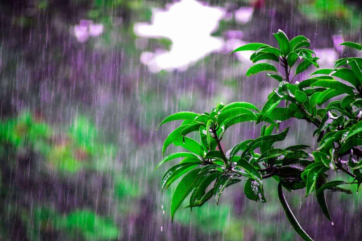 Rain