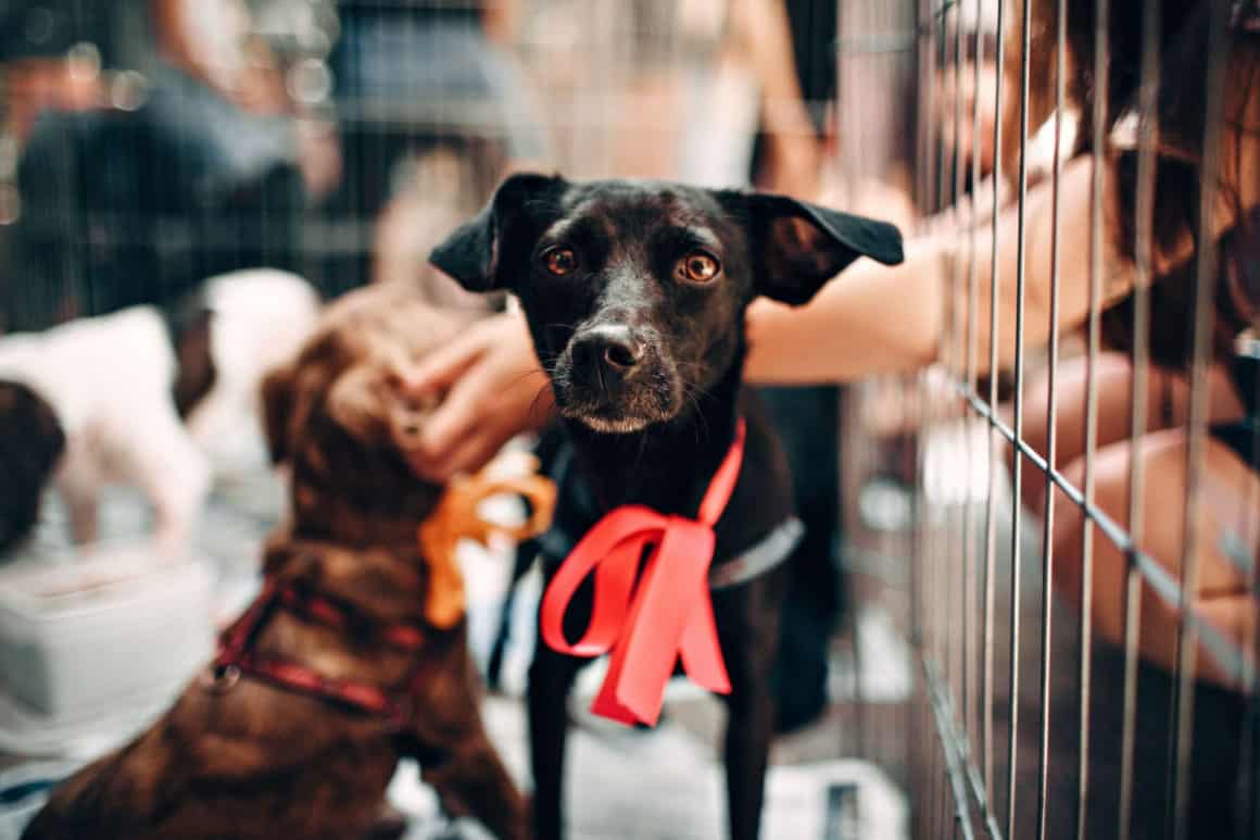 Rescue dog