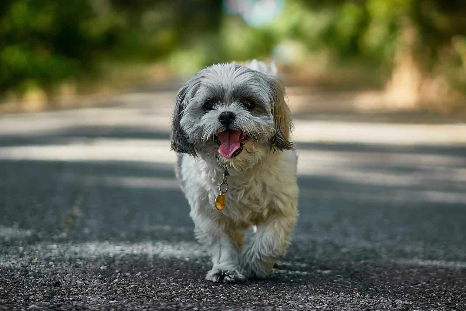 Fun ways to exercise with your dog