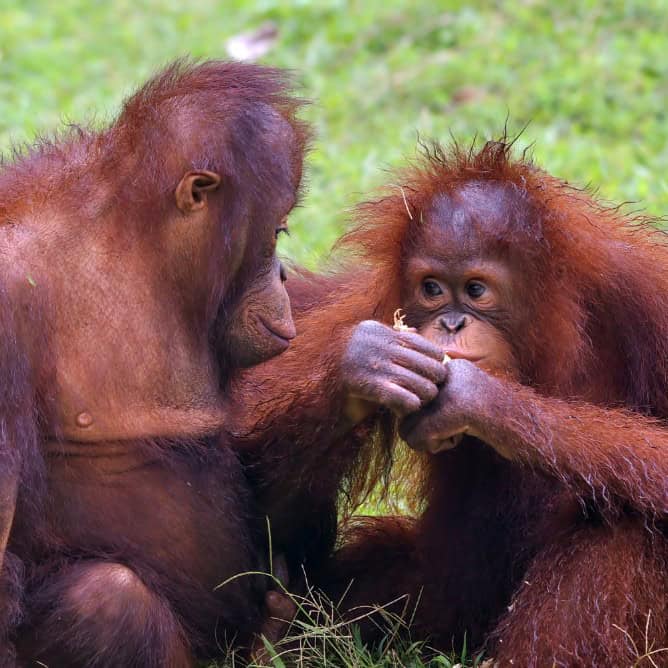 ethical wildlife holidays