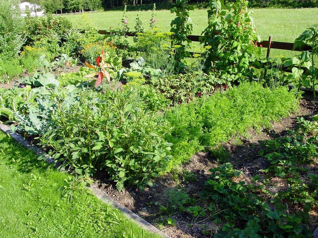 Growing your own vegetables Growing your own vegetables