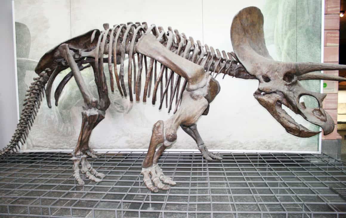 13525296 triceratops 1