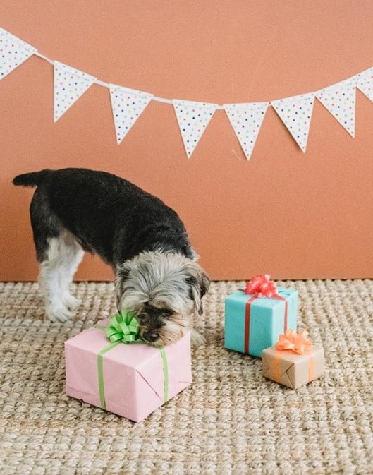 5 Ideas to Keep Your Home Safe for Pets 5 Ideas to Keep Your Home Safe for Pets