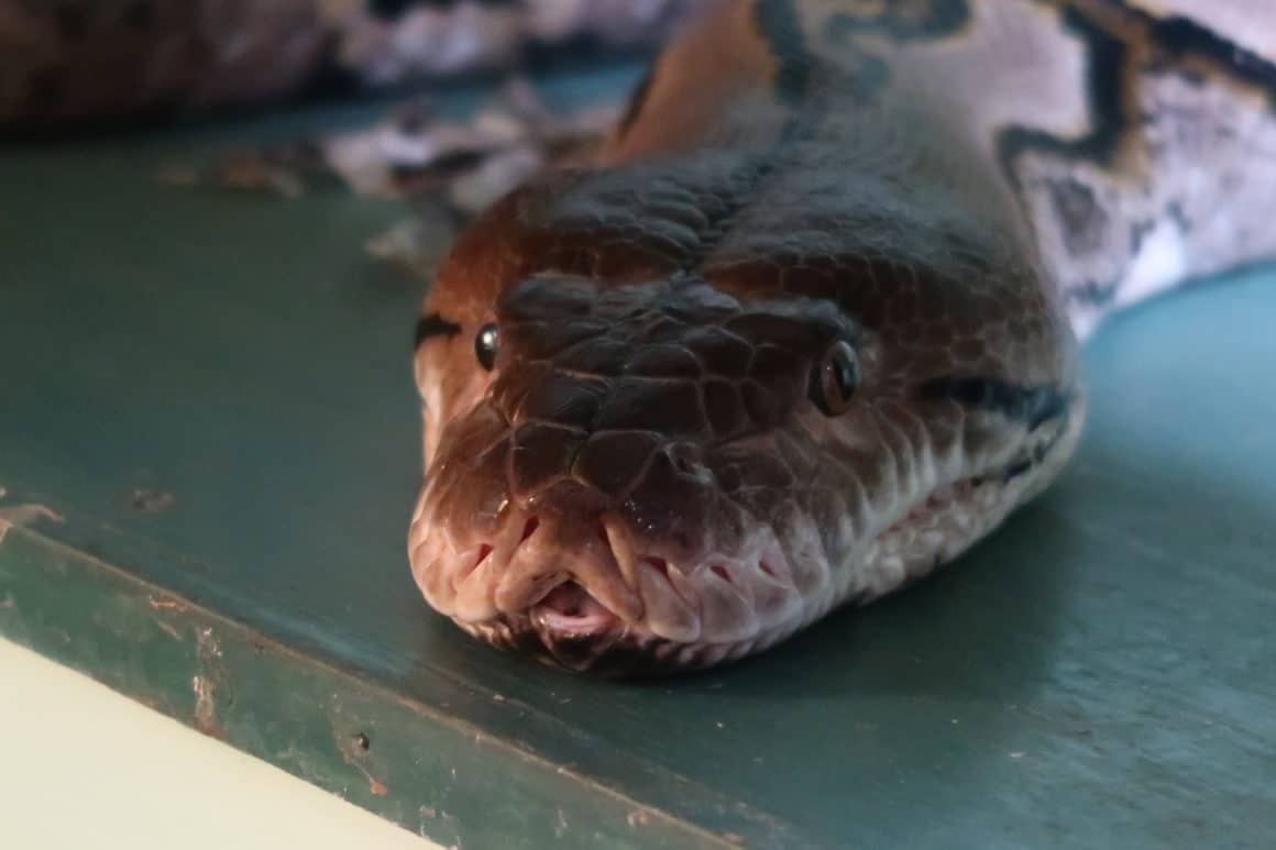5 Factors to Consider Before Adopting Exotic Pets 5 Factors to Consider Before Adopting Exotic Pets