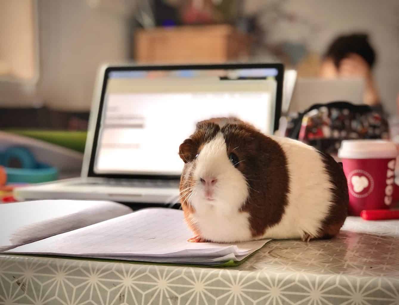 Top 7 Low Maintenance Pets For Busy People