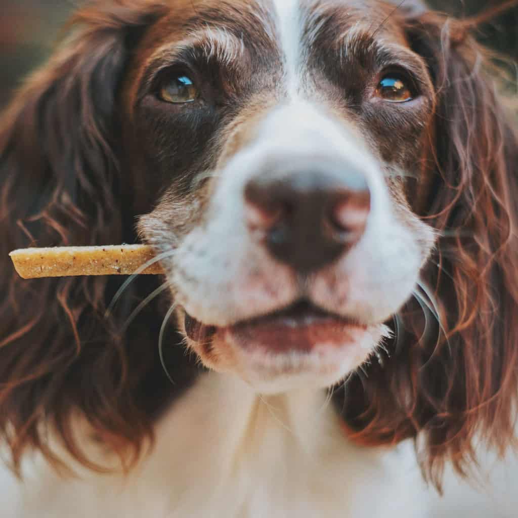 Helping Your Dog Stay Fit and Healthy