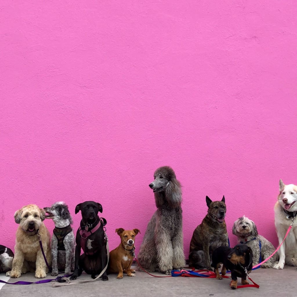 How Well do Pet Hotels Take Care of Your Dog?