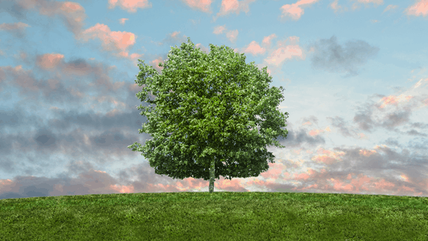 Tree Tree