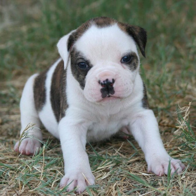 American Bulldog