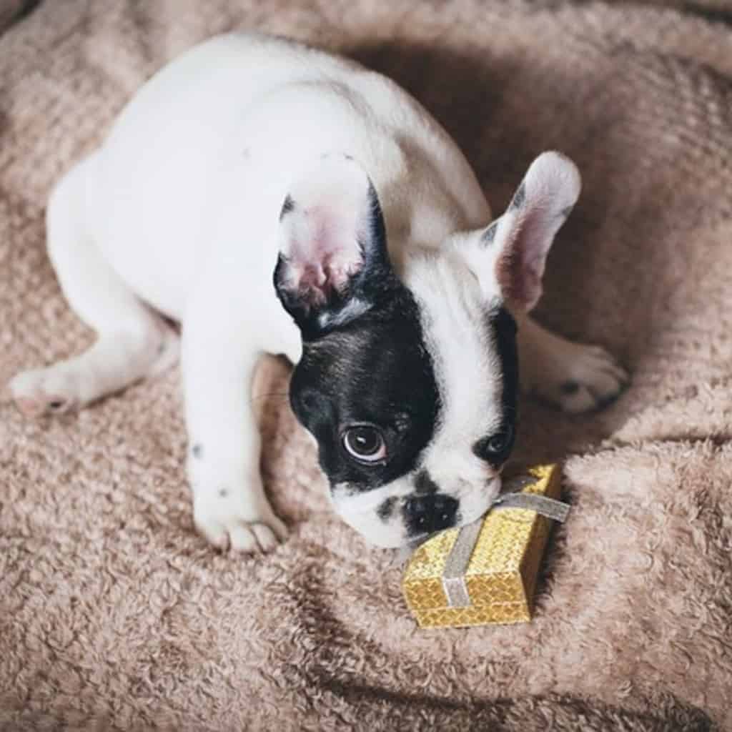 Genius Gift Ideas for Pets and Pet Owners