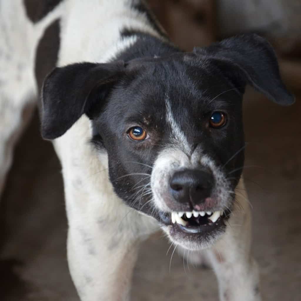 7 Crucial Things To Do After Being Bitten By A Dog