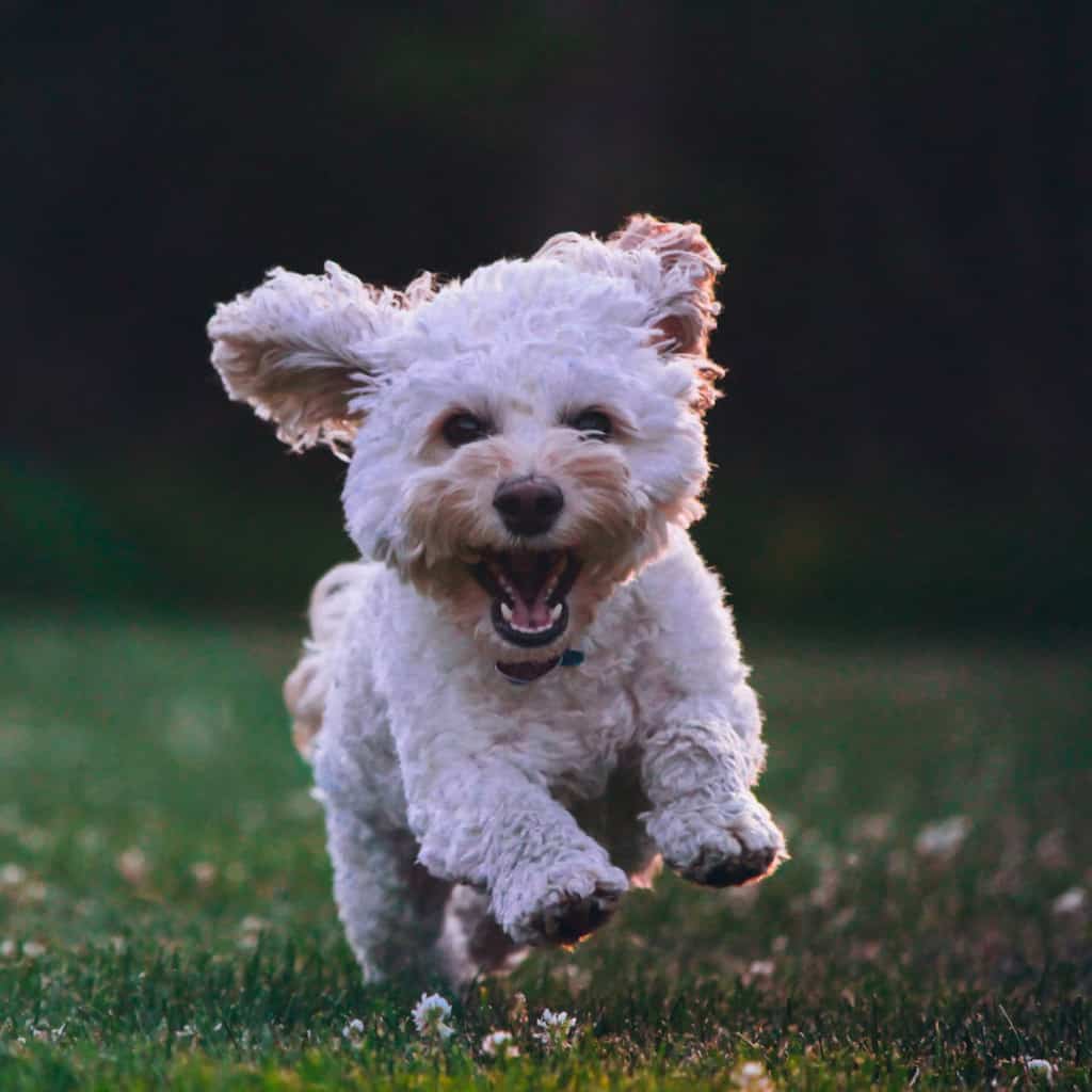 6 Kid-Friendly Dog Breeds For Families