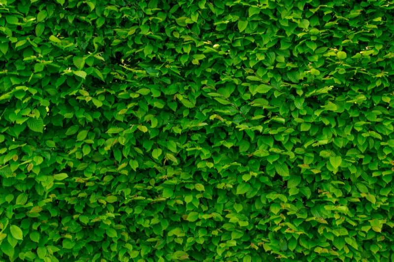 pexels photomix company 101841