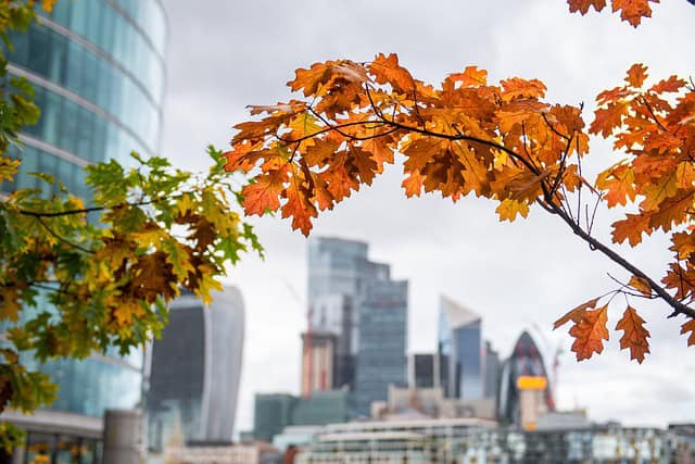 autumn 7460414 640