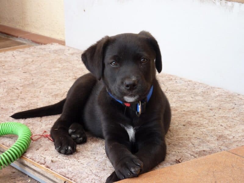Labrador Dog Breeders