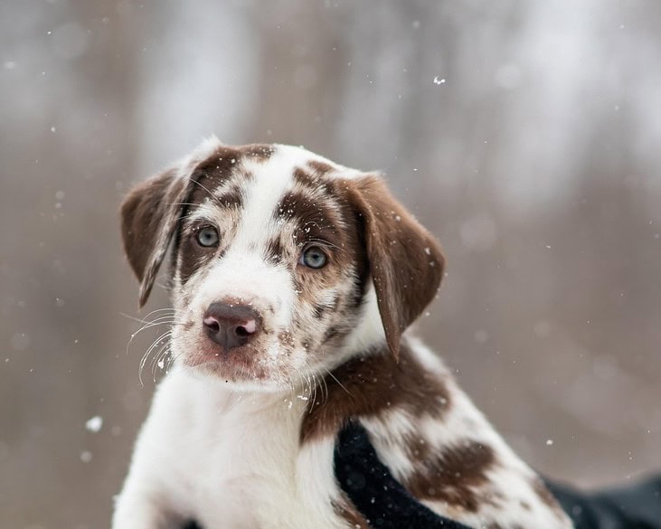 A good Dog Breeder