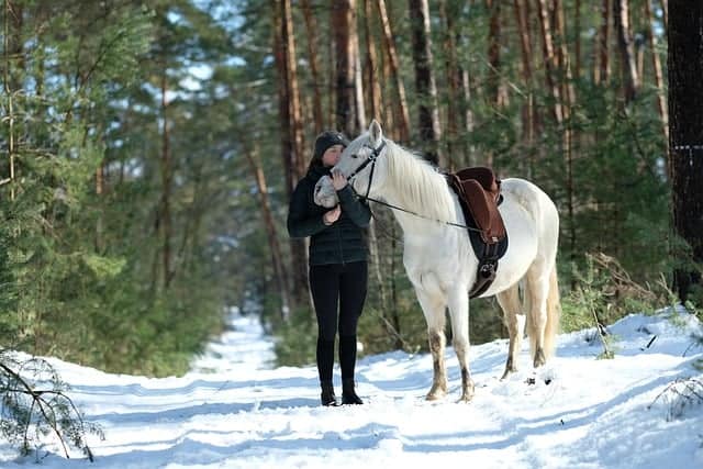 horse 7937478 640
