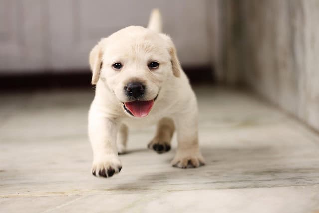 puppy 4347544 640