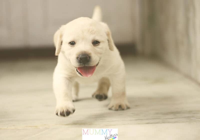 What makes a good dog breeder