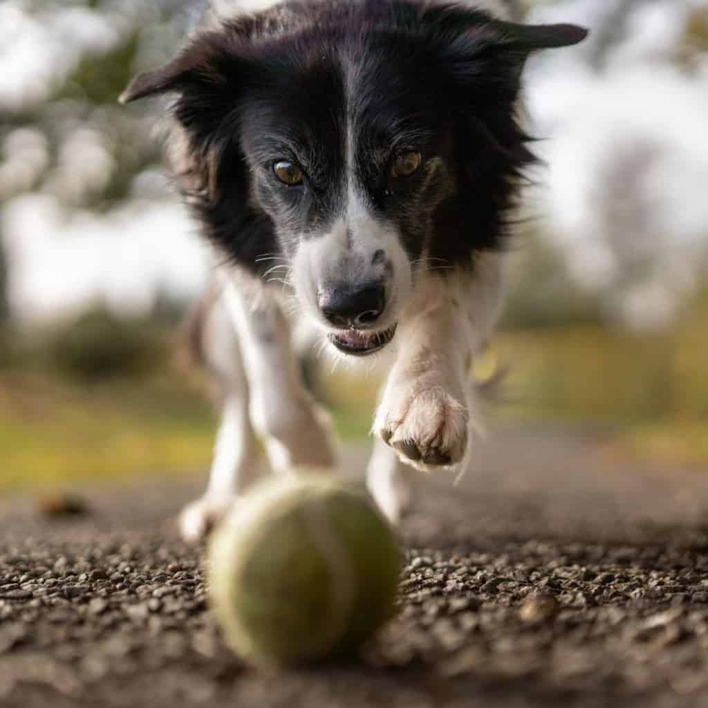 keep your dog healthy