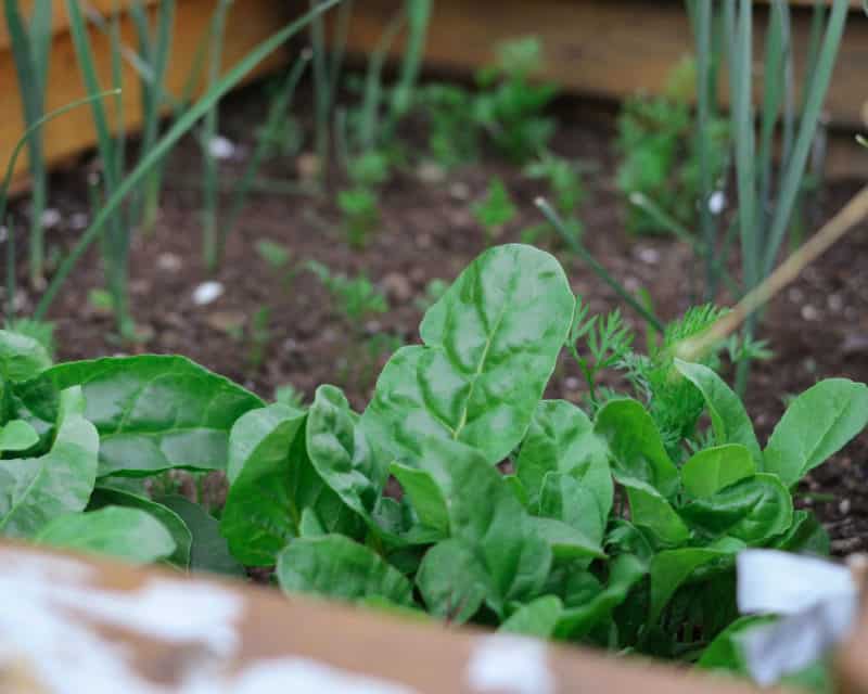 vegetable patch