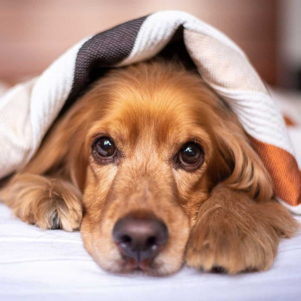 Common Canine Diseases