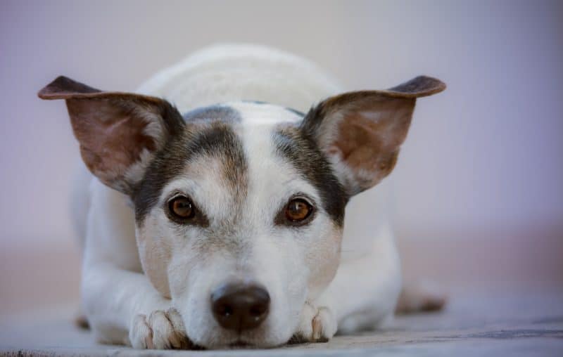 Common Canine Diseases Common Canine Diseases