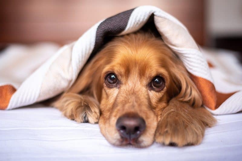 Common Canine Diseases Common Canine Diseases